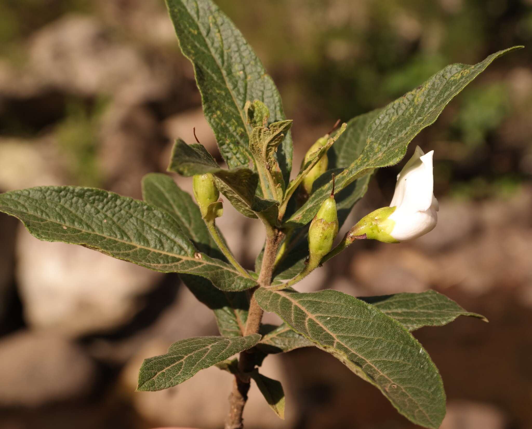 Image of Bowkeria verticillata (Eckl. & Zeyh.) Druce