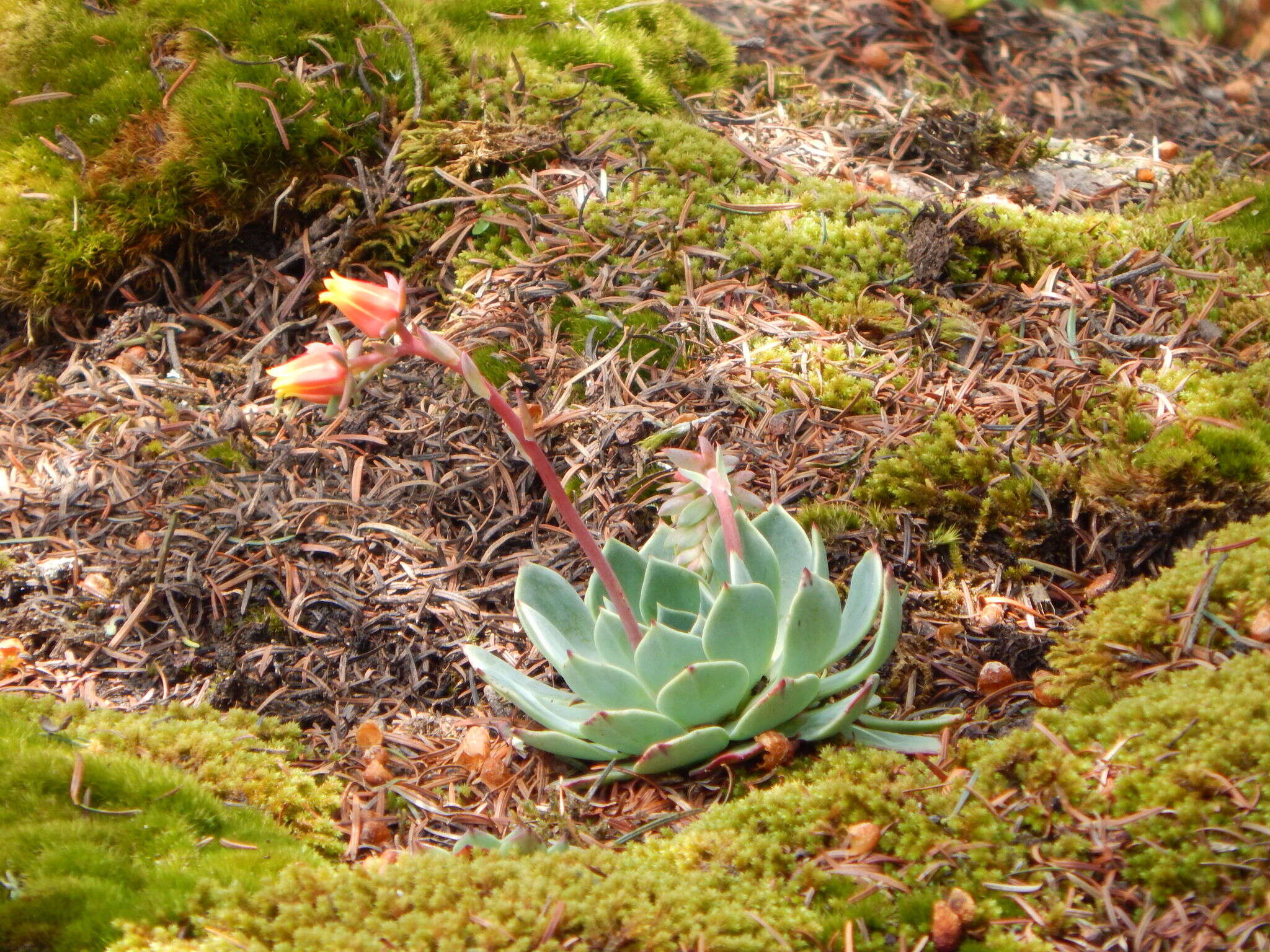 Image of hens and chicks