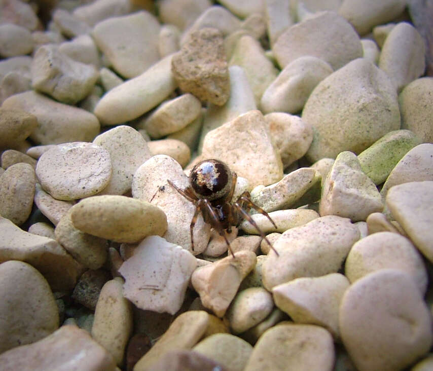 Image of Cobweb weaver