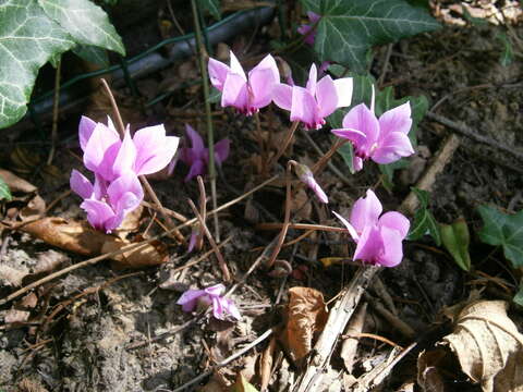 Слика од Cyclamen hederifolium Aiton