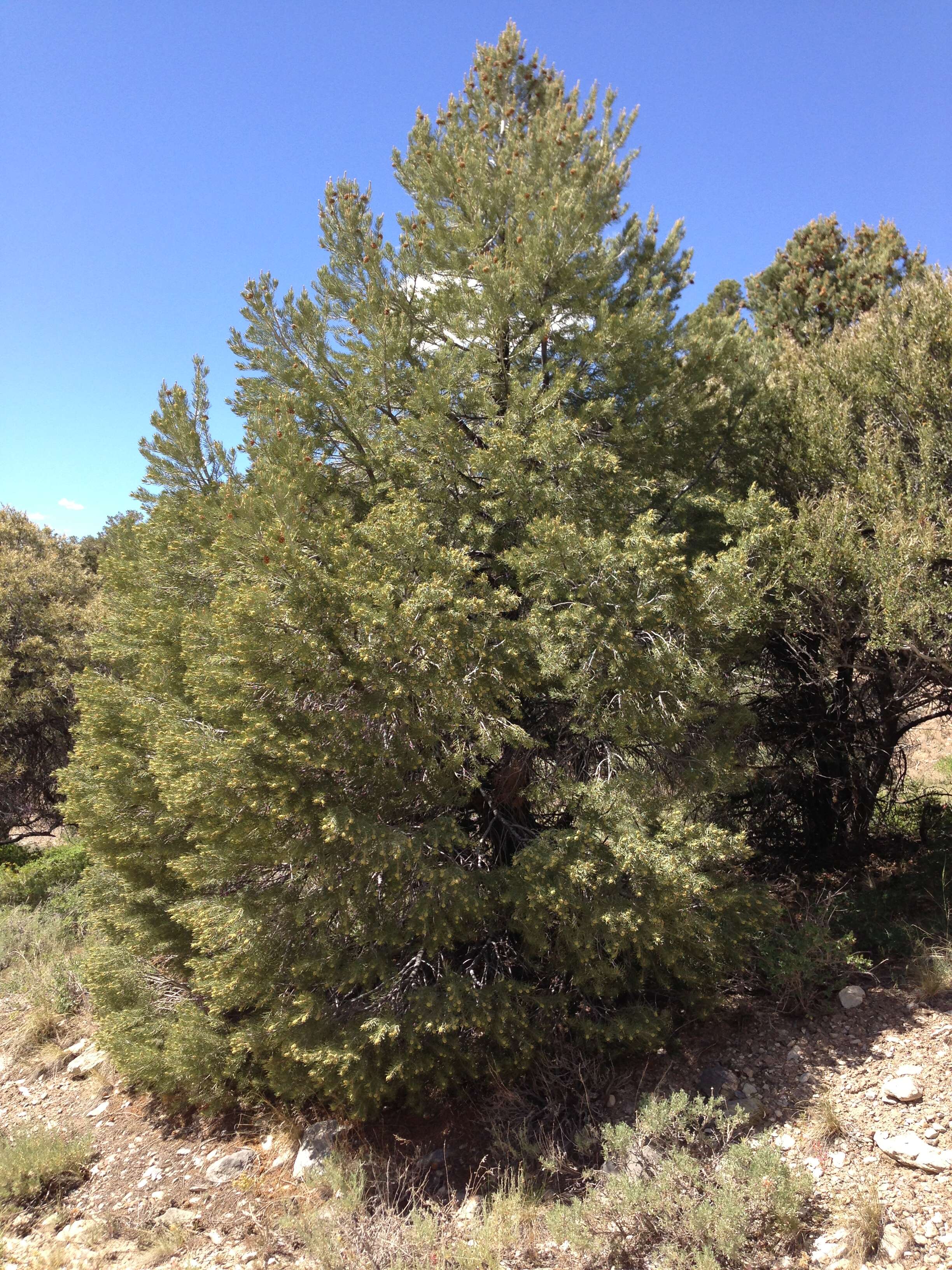 Image of singleleaf pinyon