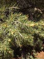 Image of singleleaf pinyon