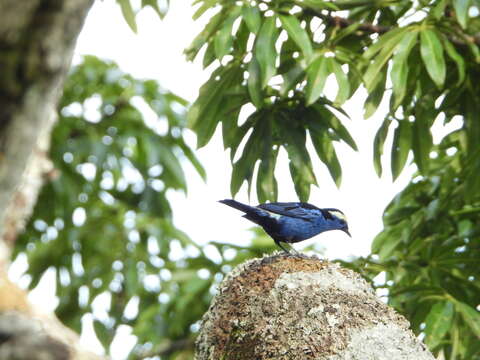 Image of Opal-crowned Tanager