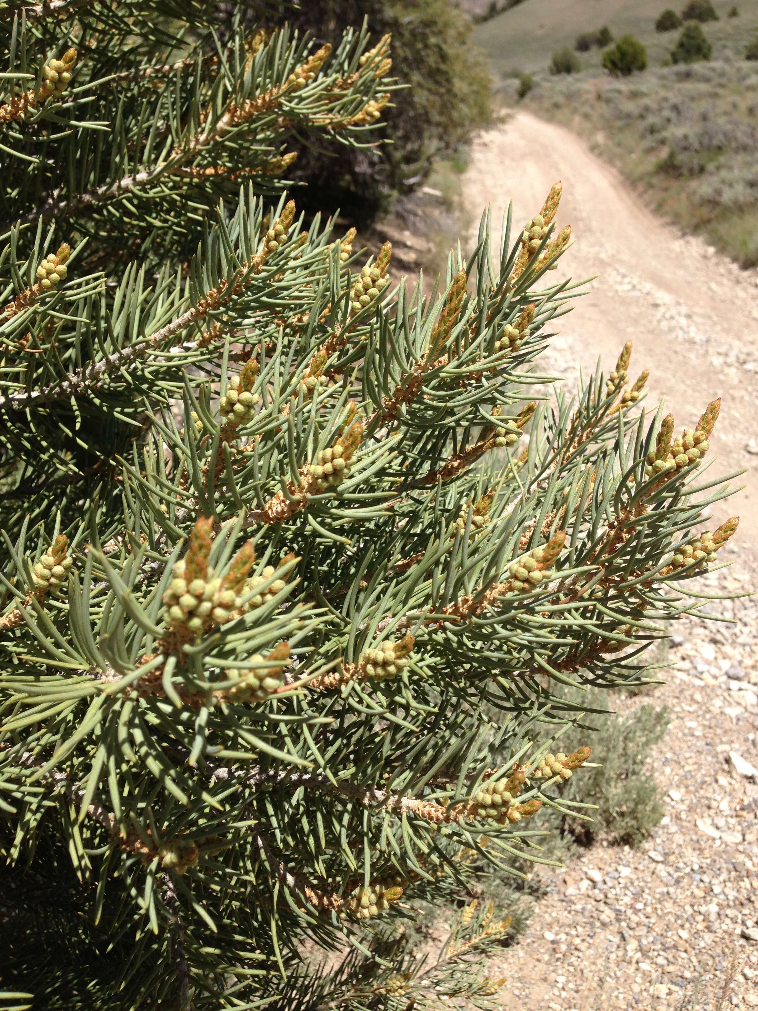 Image of singleleaf pinyon