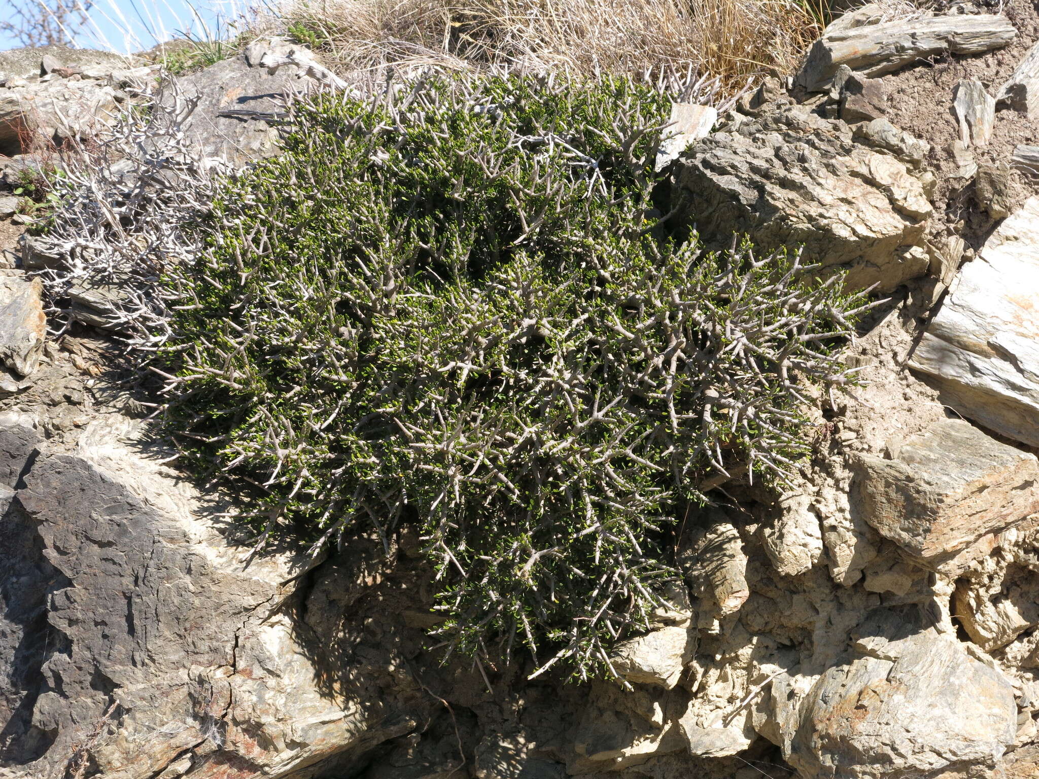 Image of Melicytus alpinus (Kirk) P. J. Garnock-Jones