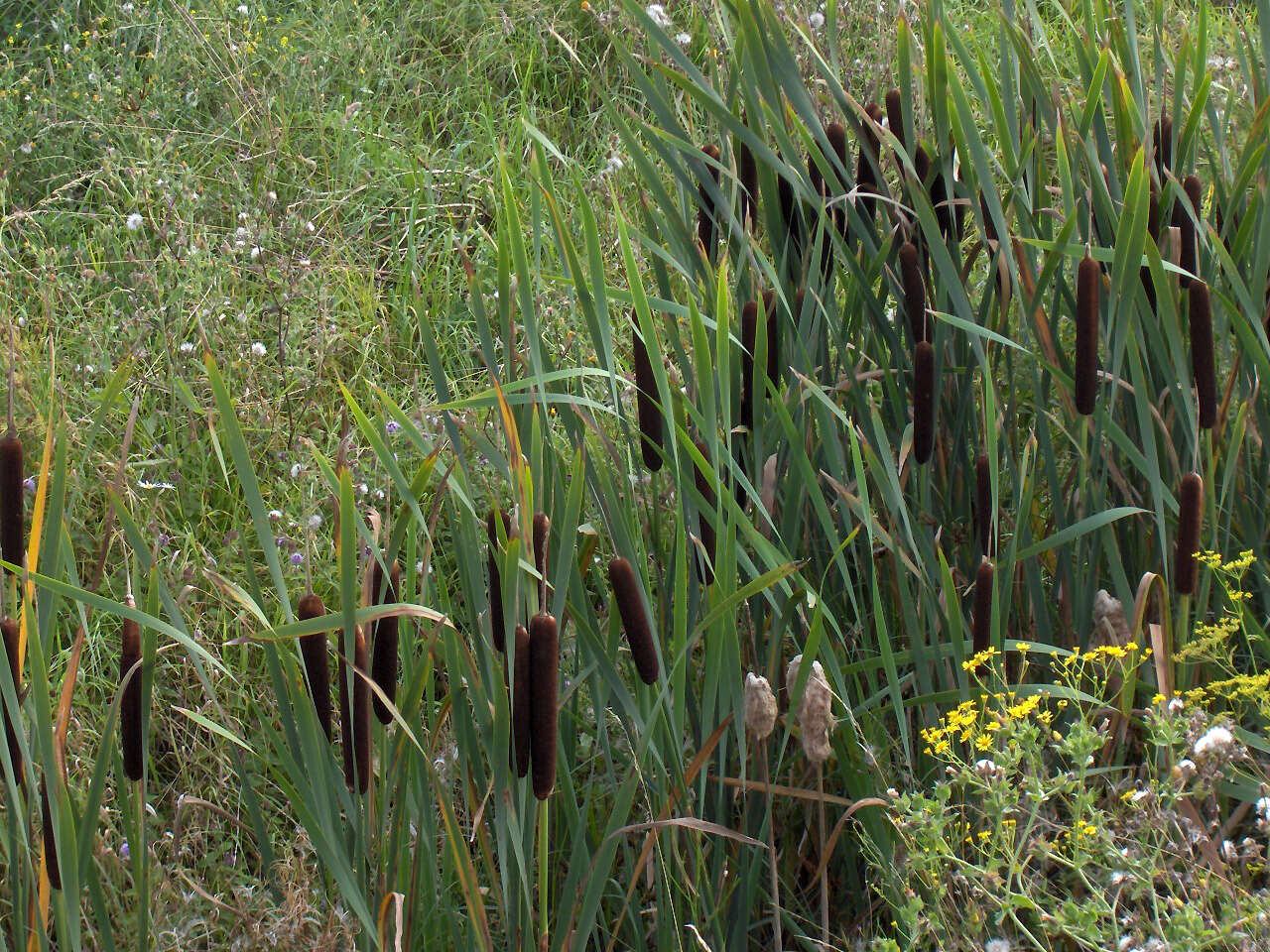 Image of broadleaf cattail