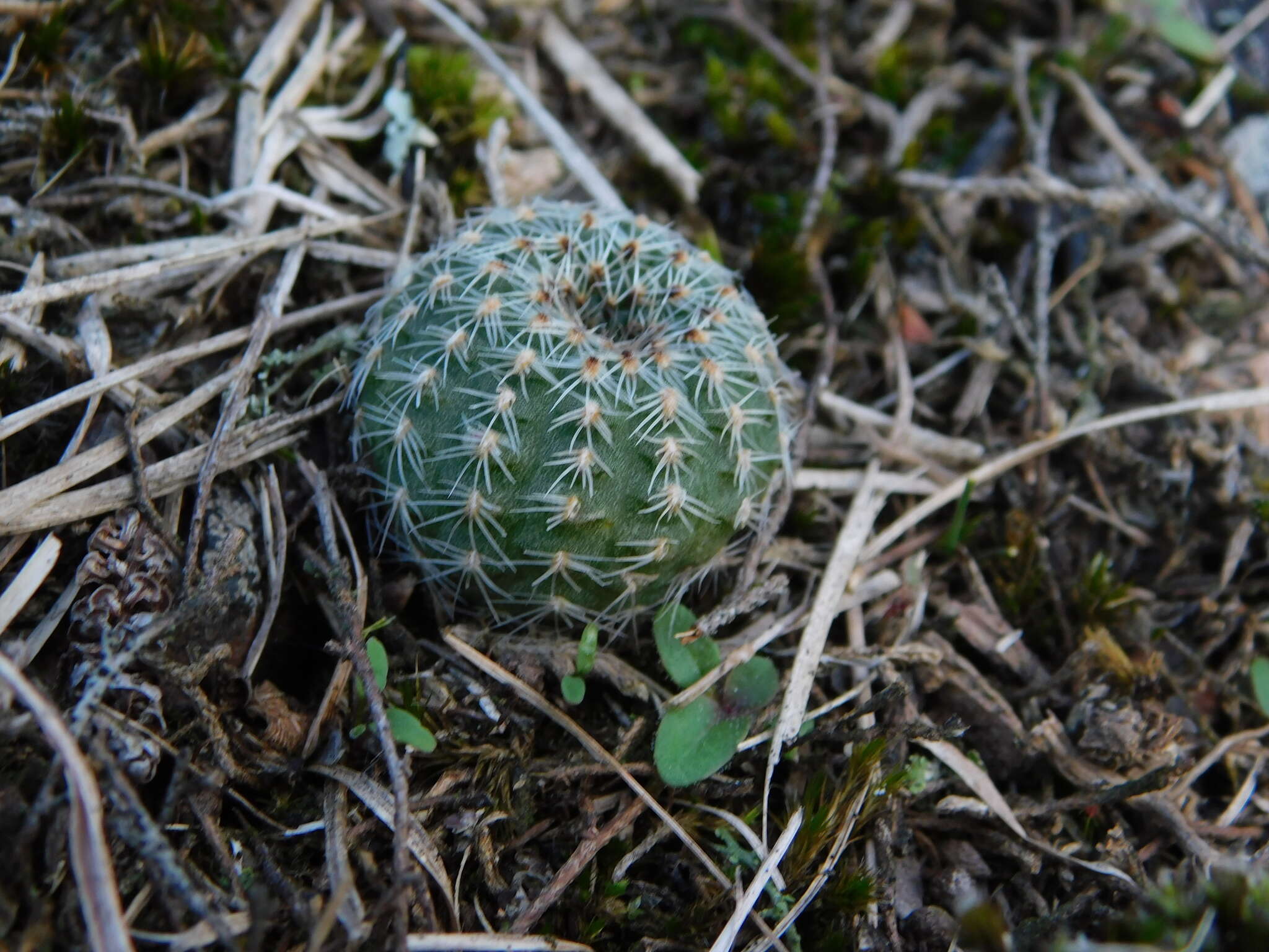 Image of Frailea pygmaea (Speg.) Britton & Rose