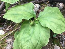 Image of Oettinger's trillium