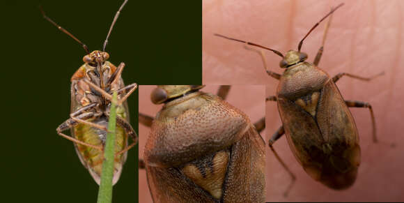 Image of Lygus rugulipennis Poppius 1911