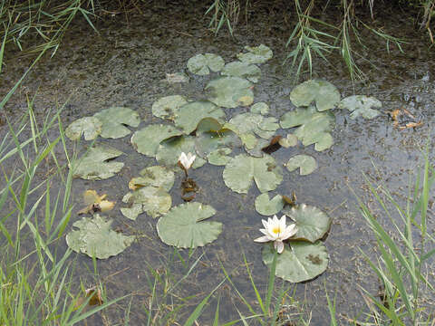 Image of European white waterlily