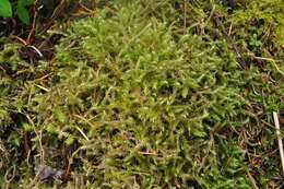 Image of goose neck moss