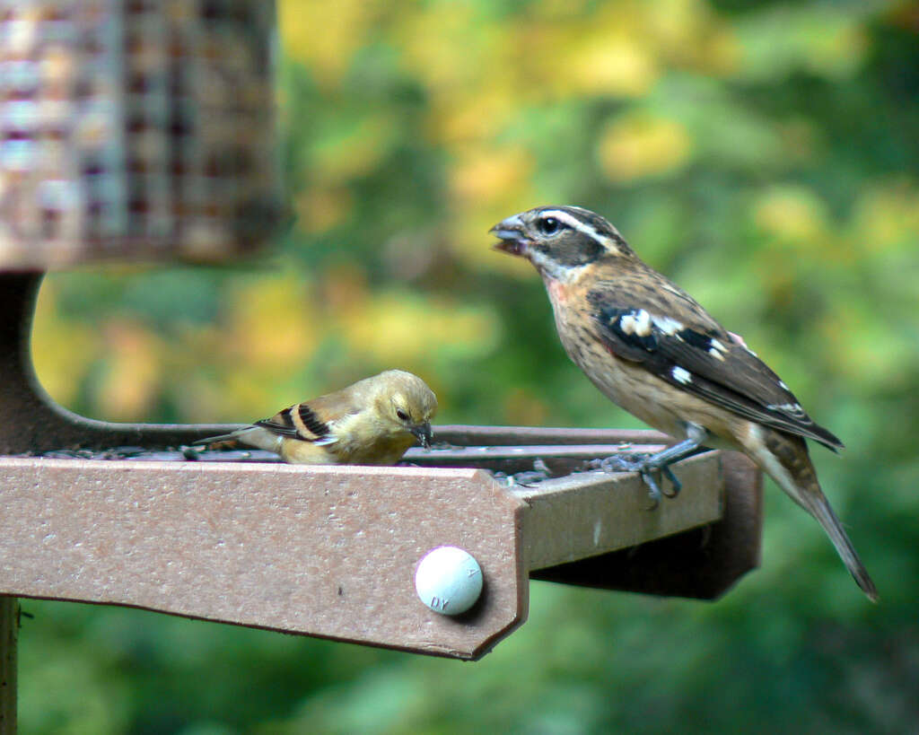 Image of Rose-breasted Grosbeak