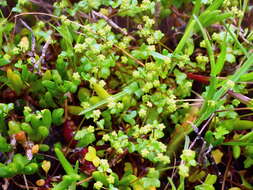 Image de Hydrocotyle capillaris F. Müll.