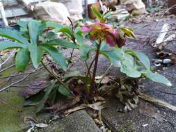 Image of Helleborus × hybridus H. Vilm.