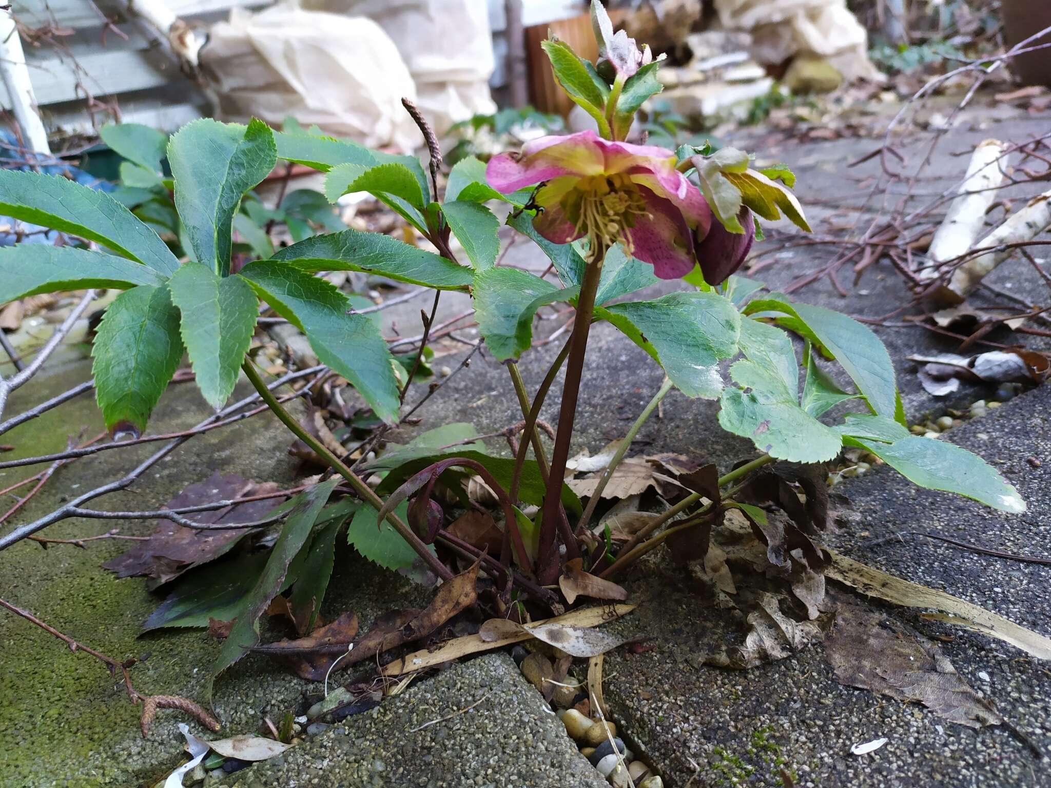 Image of Helleborus × hybridus H. Vilm.