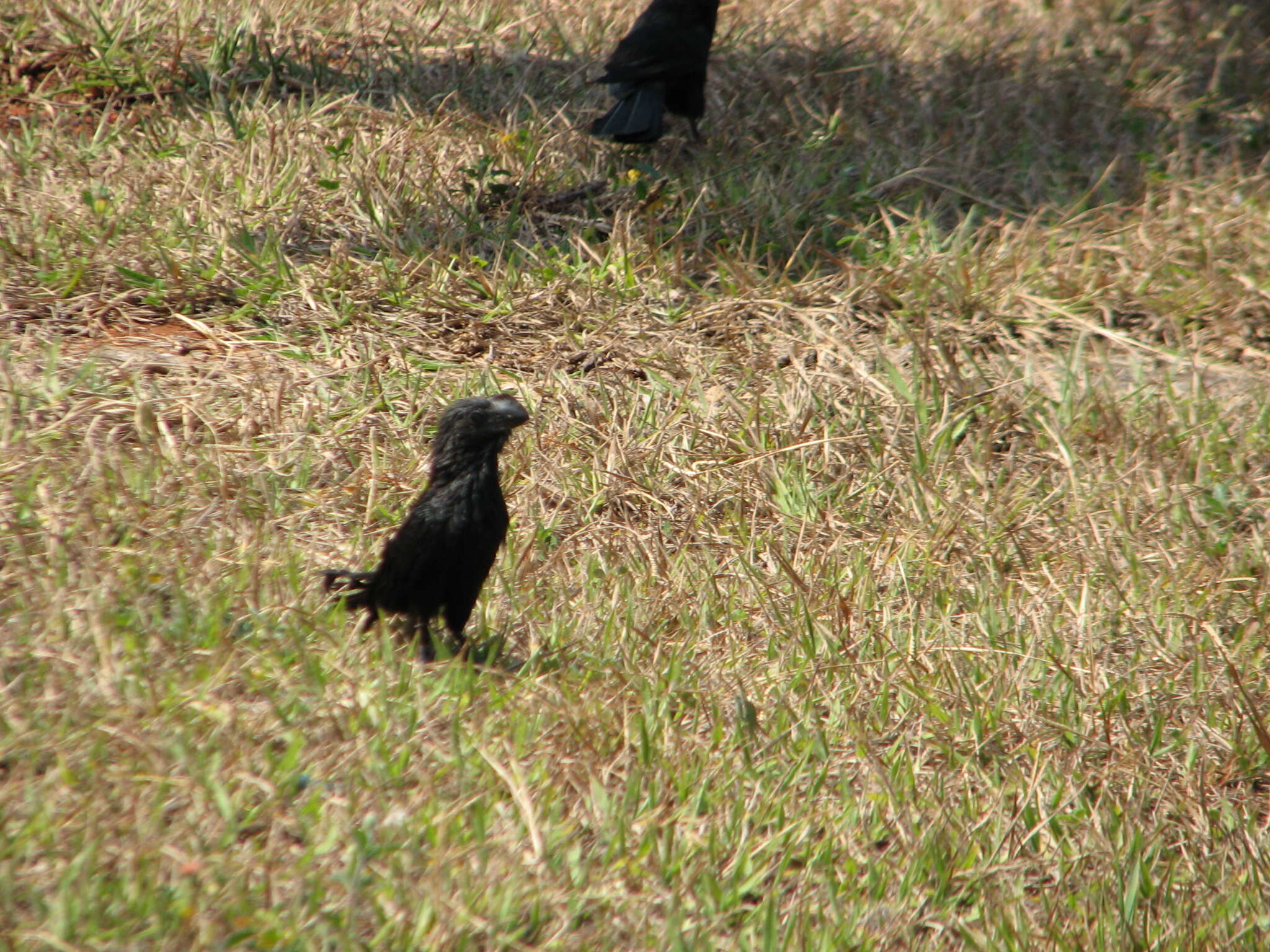 Imagem de Crotophaga Linnaeus 1758