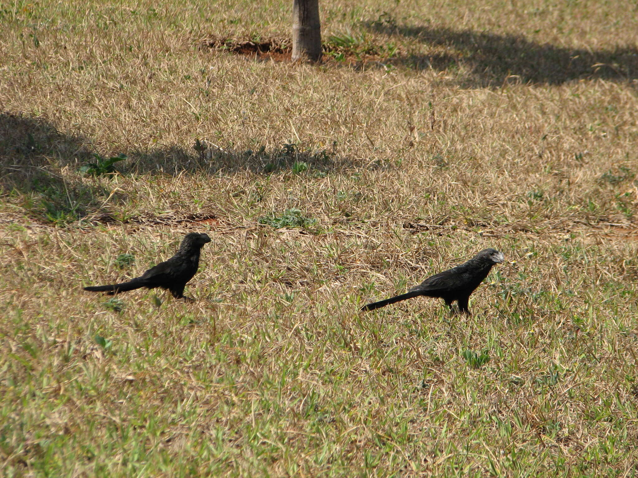 Imagem de Crotophaga Linnaeus 1758