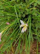 Image of Zephyranthes carinata Herb.