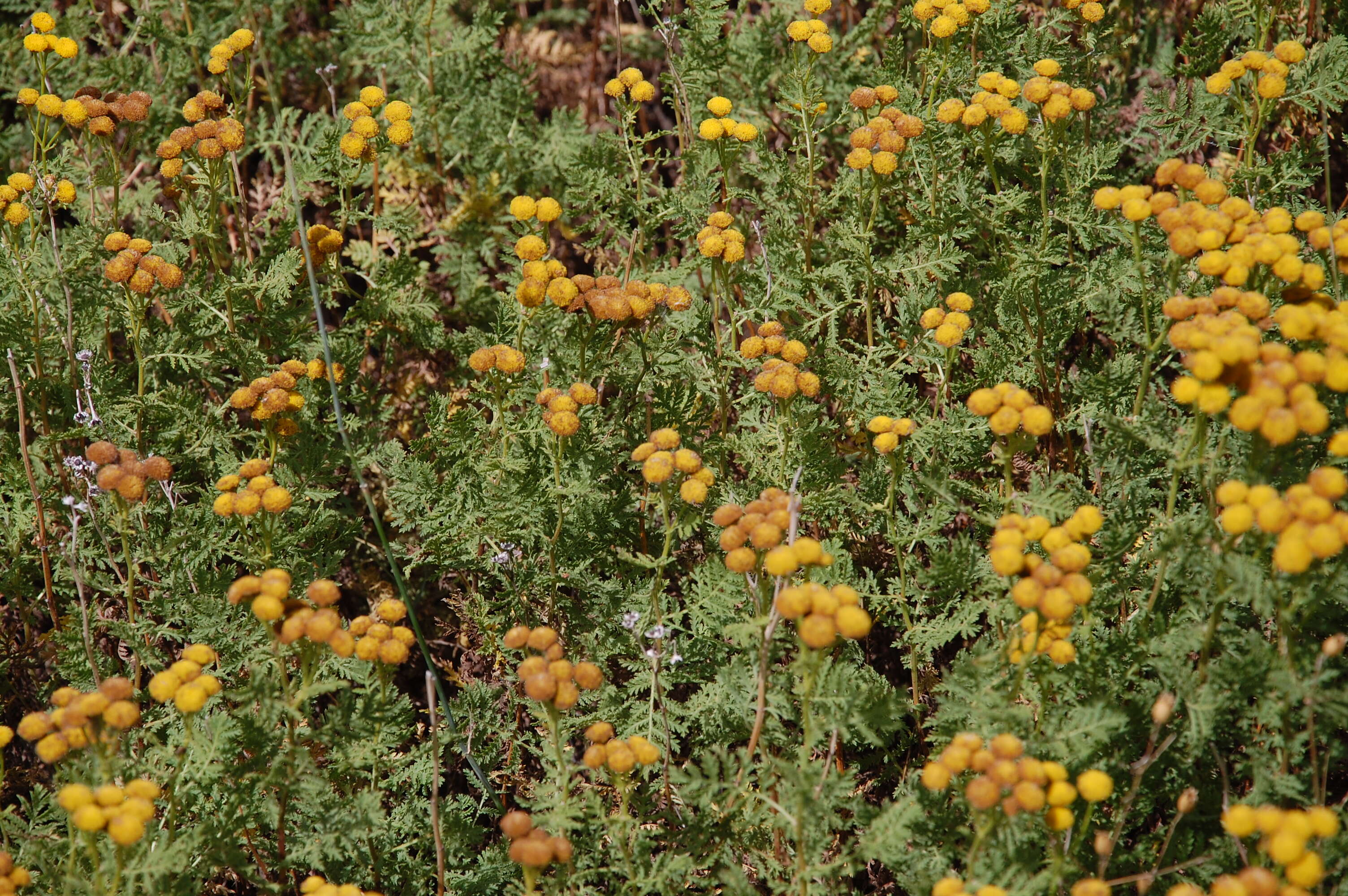 Image of common tansy