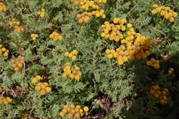 Image of common tansy