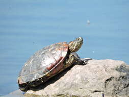 Image of Trachemys callirostris callirostris (Gray 1855)