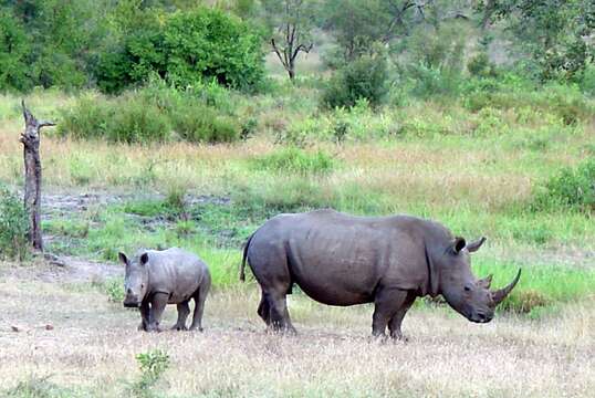 Image of Grass Rhinoceros