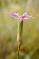 صورة Dianthus humilis Willd. ex Ledeb.