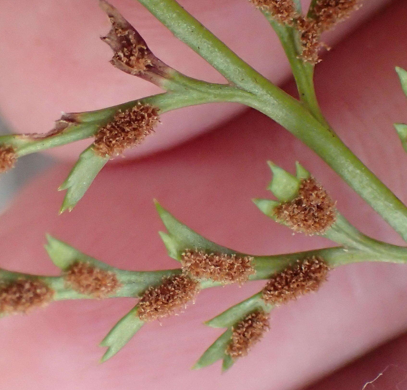 Imagem de Asplenium adiantum-nigrum var. solidum (Kunze) J. P. Roux