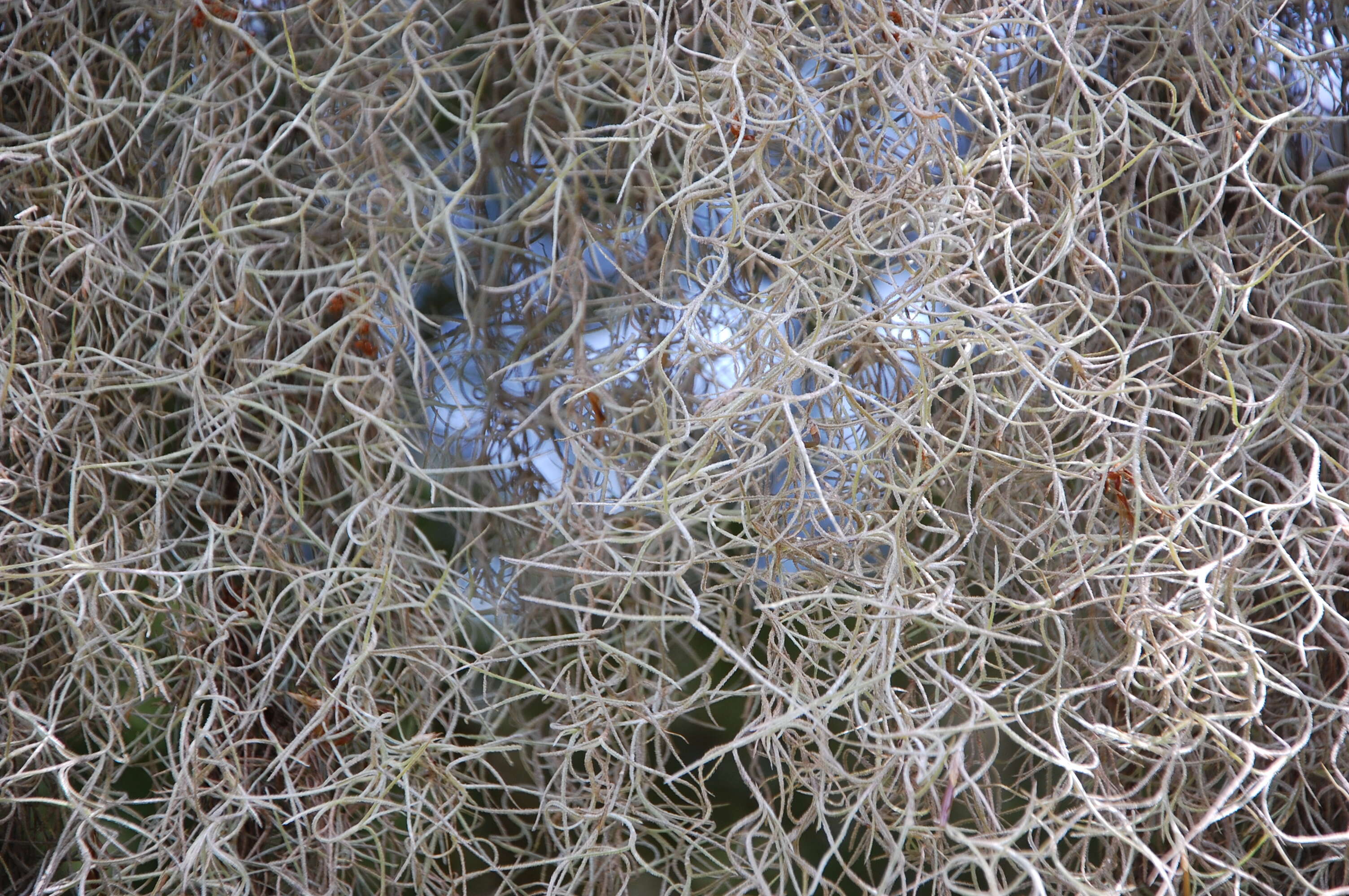 Image of Spanish moss