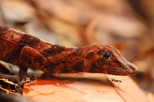 Image of Banded Tree Anole