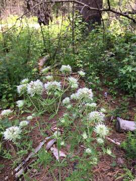 Pycnanthemum flexuosum (Walter) Britton, Sterns & Poggenb. resmi