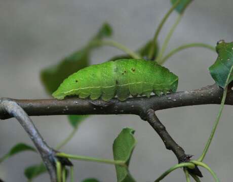 Imagem de Iphiclides