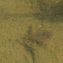 Image of Triops granarius (Lucas 1864)