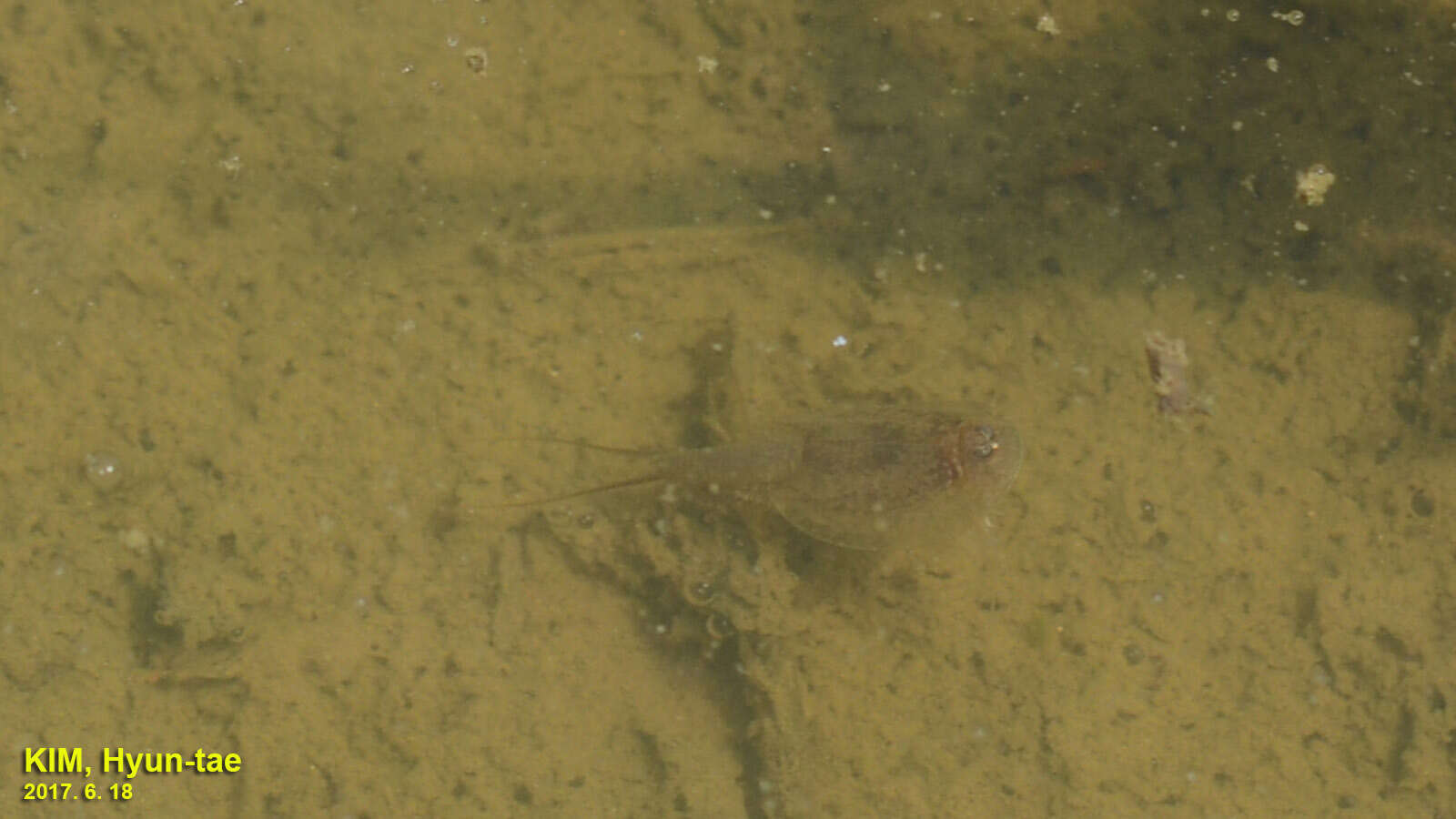 Image of Triops granarius (Lucas 1864)