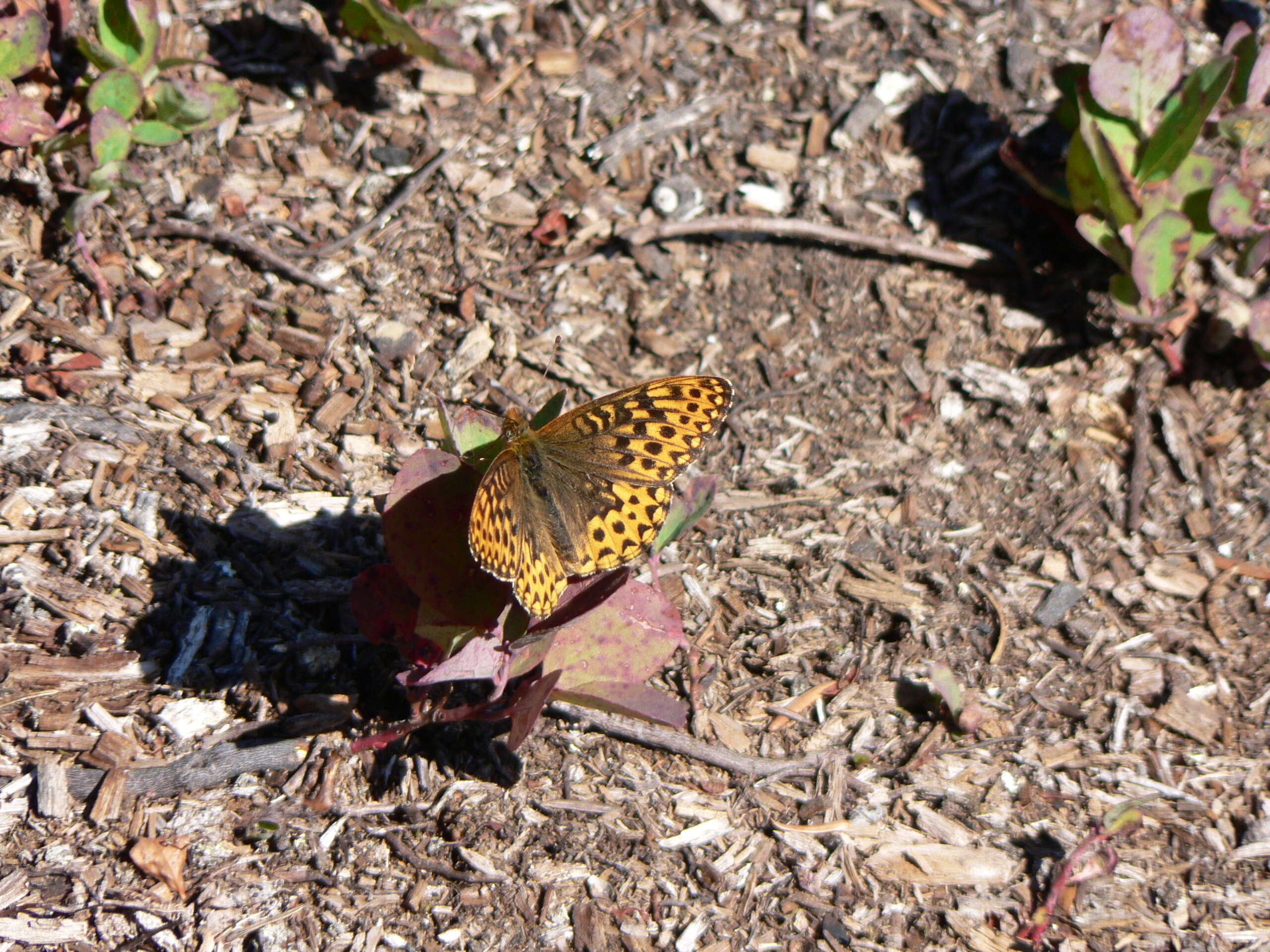 صورة Speyeria hydaspe Boisduval 1869