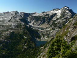 Image of Mountain Hemlock