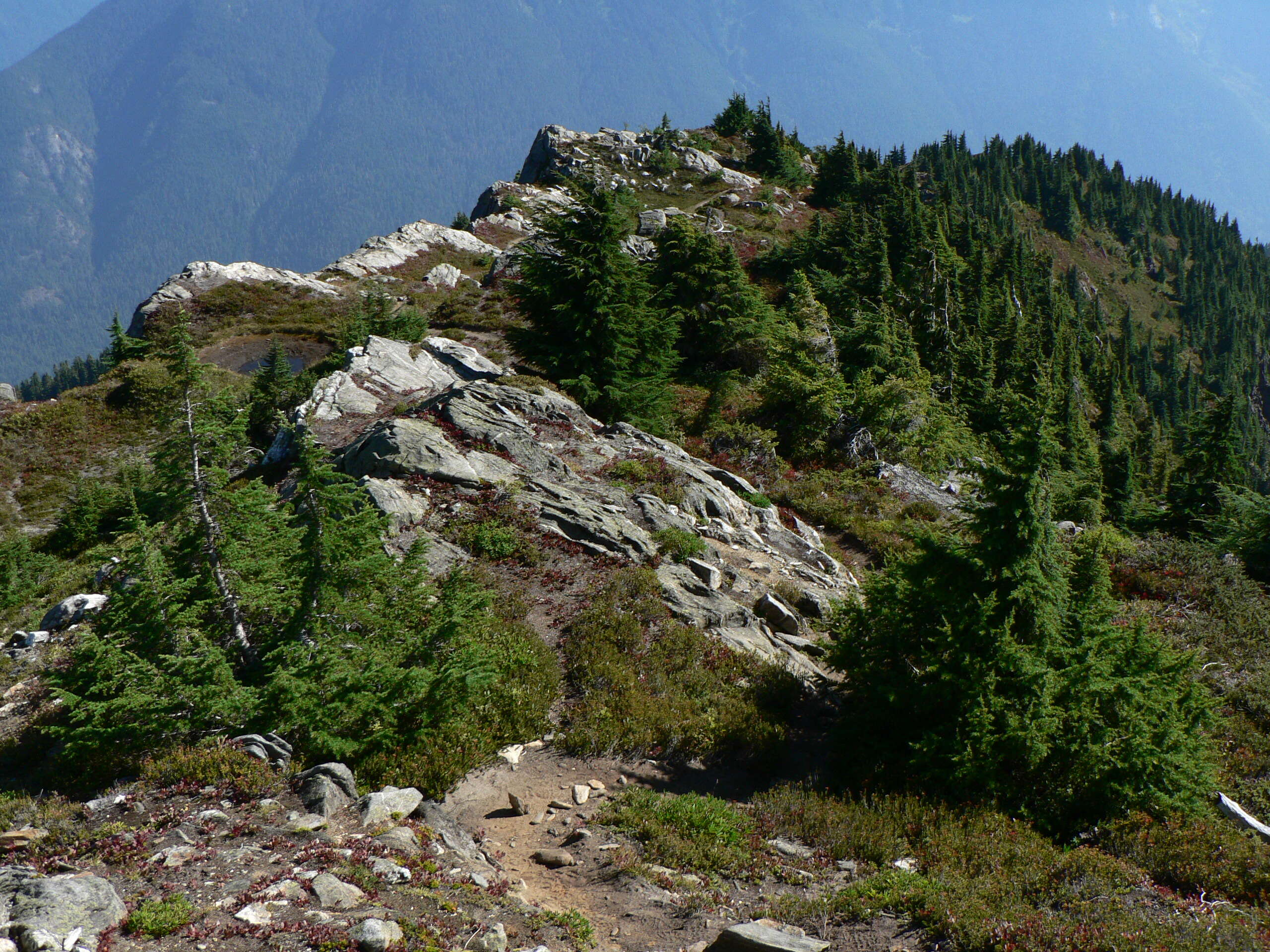 Image of Mountain Hemlock