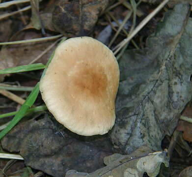 Imagem de Hypholoma fasciculare (Huds.) P. Kumm. 1871