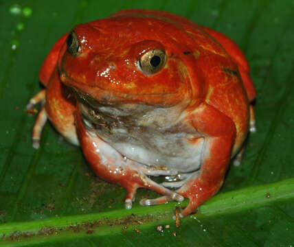 Image of Tomato Frogs