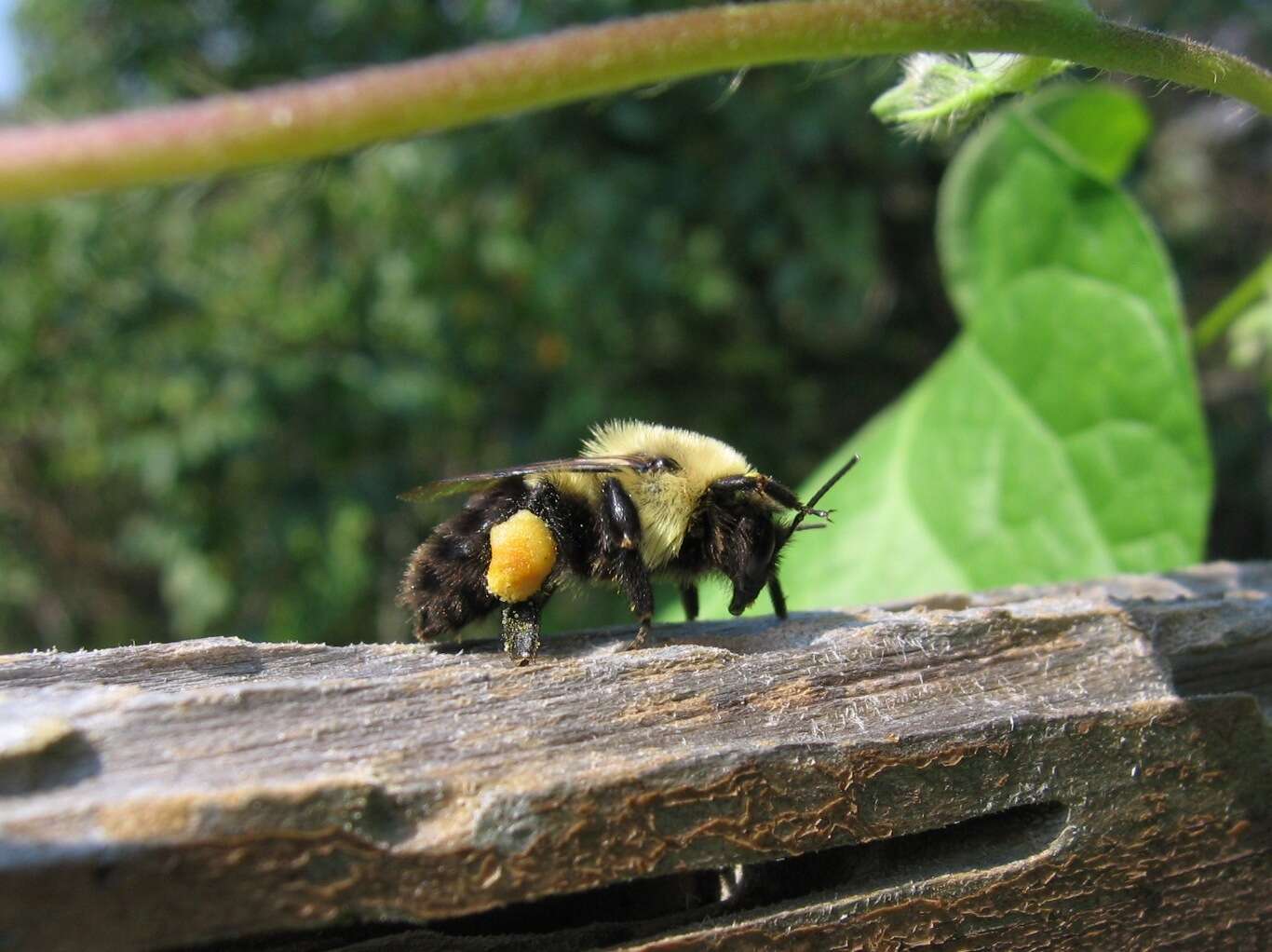 Image of Common Eastern Bumblebee