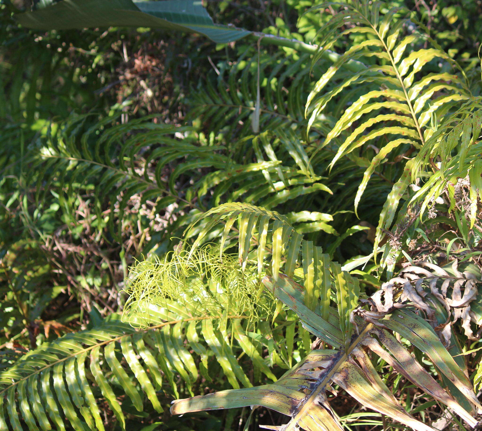 صورة Lomariopsis tenuifolia (Desv.) Christ