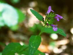 Image of wild basil