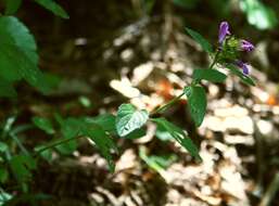 Image of wild basil