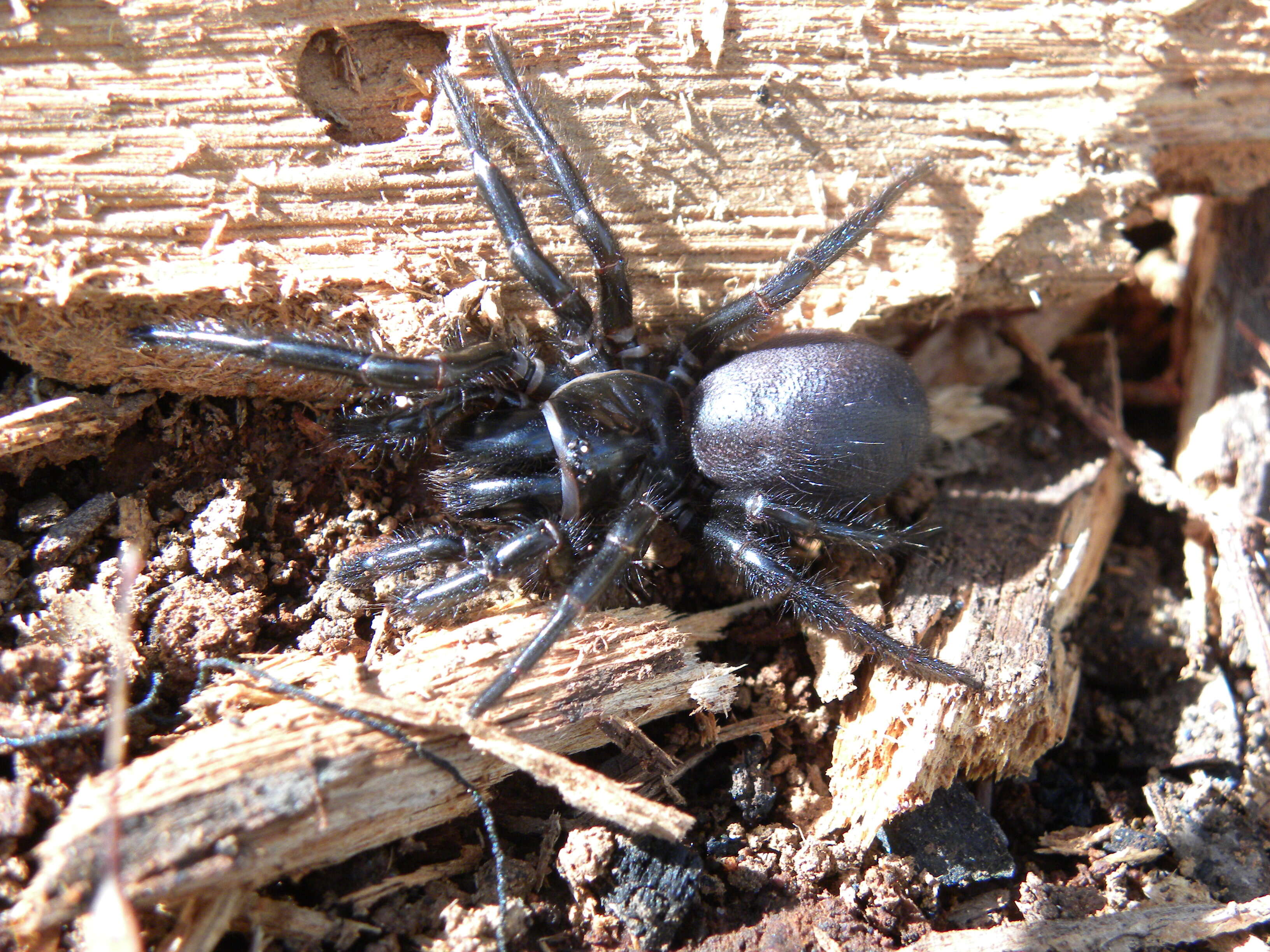 Image of Southern Tree Funnel-web Spider