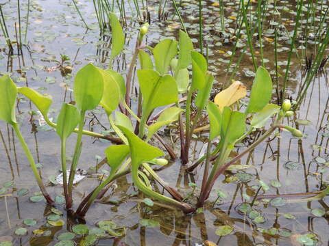 Image of velvetleaf