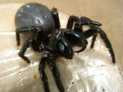 Image of Southern Tree Funnel-web Spider