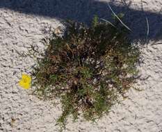 Oenothera hartwegii subsp. filifolia (Eastw.) W. L. Wagner & Hoch resmi