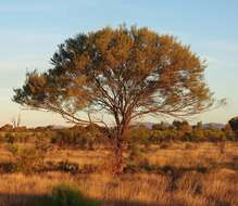 Image of Mulga