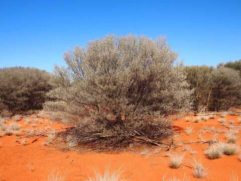 Image of Mulga