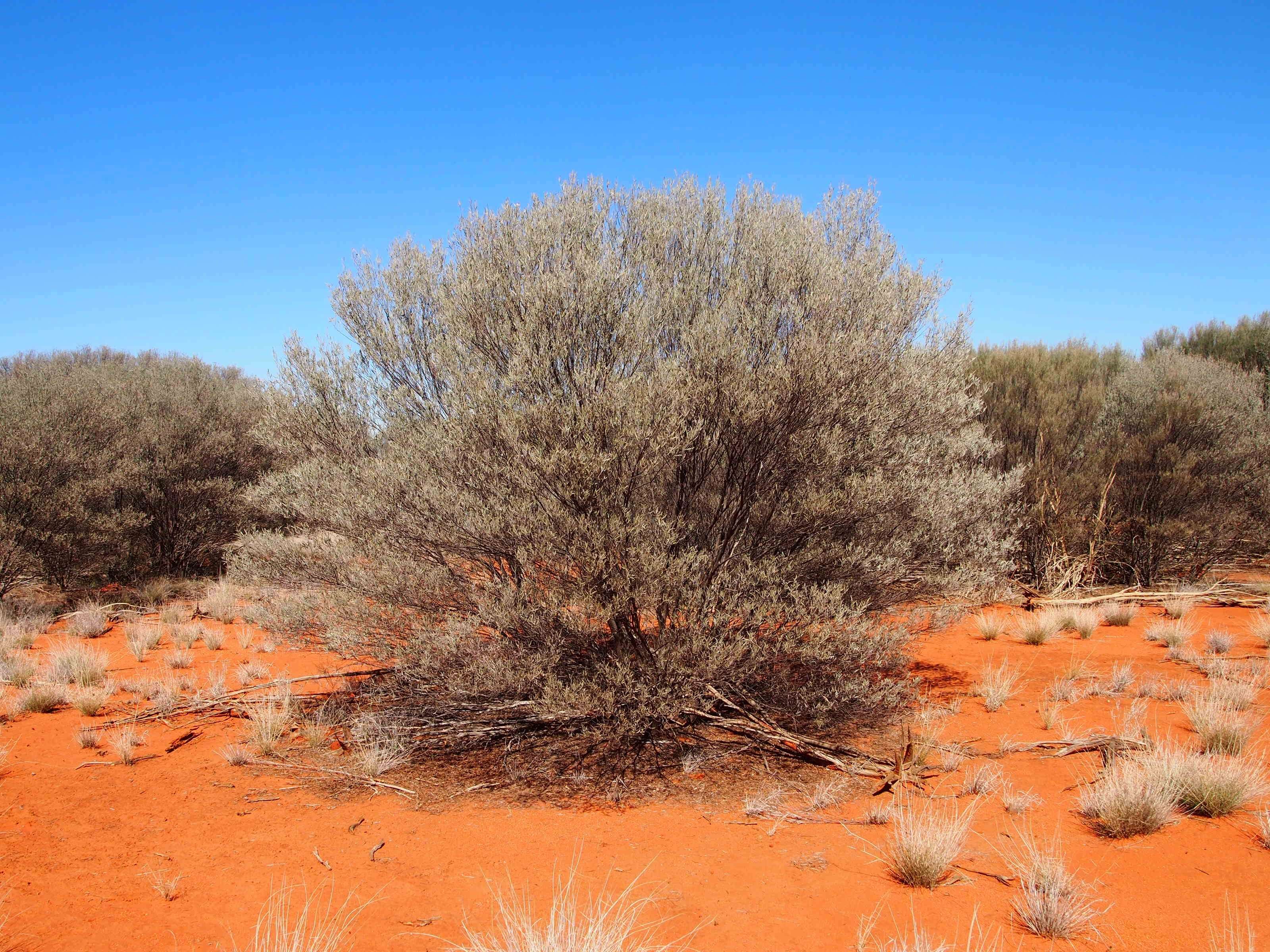 Image of Mulga